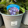 Delphinium - 3 Litre