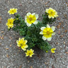 Bidens (p10)