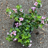 Bacopa pink (p10)