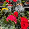 Begonia tuberosa (p10)
