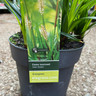 Carex morrowii 'Irish Green'