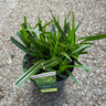 Carex morrowii 'Irish Green'