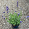 Lavender ang. 'Felice Provence' (p12)