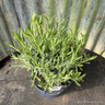 Lavender ang. 'Felice Provence' (p02)