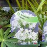 Agapanthus 'Enigma' 9cm