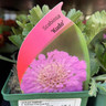 Scabiosa incisa 'Kudo Pink' 9cm