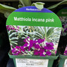Matthiola incana pink 9cm