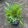 Cirsium riv. Trevors Blue Wonder