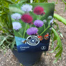 Cirsium riv. Trevors Blue Wonder
