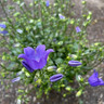 Campanula 'Spring Bell Blue'