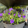 Aubretia blue