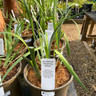 Iris 'Dreaming Yellow' 3ltr