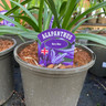 Agapanthus 'Navy Blue' - 3ltr