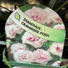 Dianthus 'Cranmere Pool' 9cm