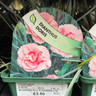 Dianthus 'Doris' 9cm