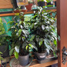 Ficus benjamina royal mix
