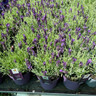 Lavandula Anouk (French Lavender) (p15)