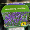 Lavandula ang. 'Dwarf Blue' 9cm