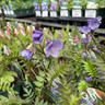 Polemonium 'Bressingham Purple' 9cm