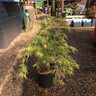 Acer palmatum 'Dissectum'