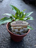 Echinacea 'Primadonna white' 14.5cm