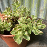 Sedum kamtschaticum 'Variegatum' (11cm)