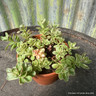 Sedum kamtschaticum 'Variegatum' (11cm)