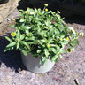 Erigeron karvinskianus (10.5cm pot)