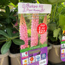 Lupinus Westcountry Blossom-3ltr