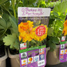 Geum chiloense Sunrise-3 ltr