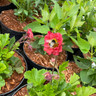 Geum 'Pink Petticoats' 3ltr