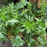 Acanthus spinosus 3ltr