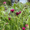 Cirsium rivulare 'Atropurpureum' 3ltr