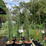 Calamagrostis Overdam 3ltr