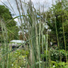 Calamagrostis Overdam 3ltr