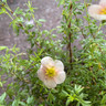 Potentilla 'Pretty Polly'