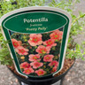 Potentilla 'Pretty Polly'