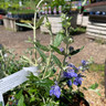 Teucrium Fruiticans 3ltr pot