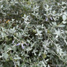 Teucrium Fruiticans