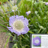 Scabiosa 'Clive Greaves' 3ltr