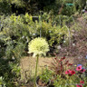 Cephalaria Gigantea