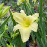 Hemerocallis 'Iron Gate Glacier' (3L)