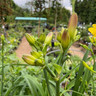 Hemerocallis 'Bella Lugosi' (3L)