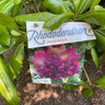 Rhododendron 'Marcel Menard' (25-30cm)
