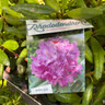 Rhododendron 'Roseum elegans' (30-40cm)