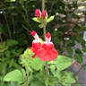 Salvia microphylla 'Hot Lips' (1L)