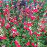 Salvia microphylla 'Hot Lips' (1L)