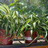 Chlorophytum Bonnie (spider plant)