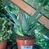 Aloe arborescens (12cm)