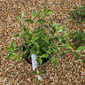 Cistus 'Greyswood Pink' (5L)